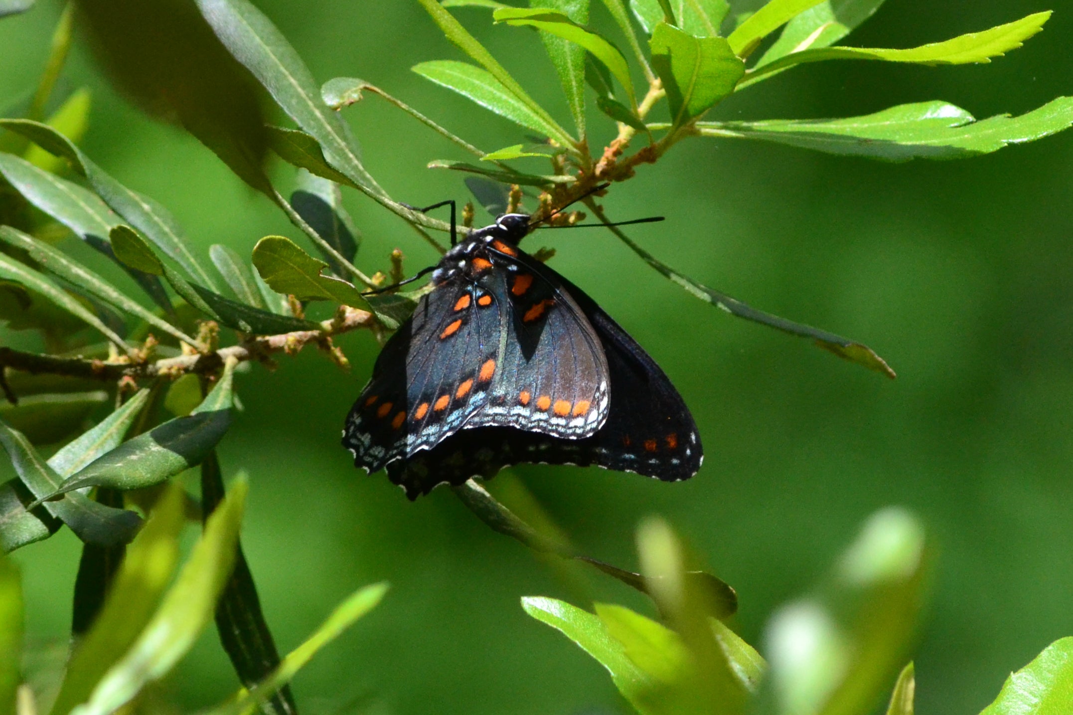 Standout Butterflies at Logoly State Park Arkansas State Parks